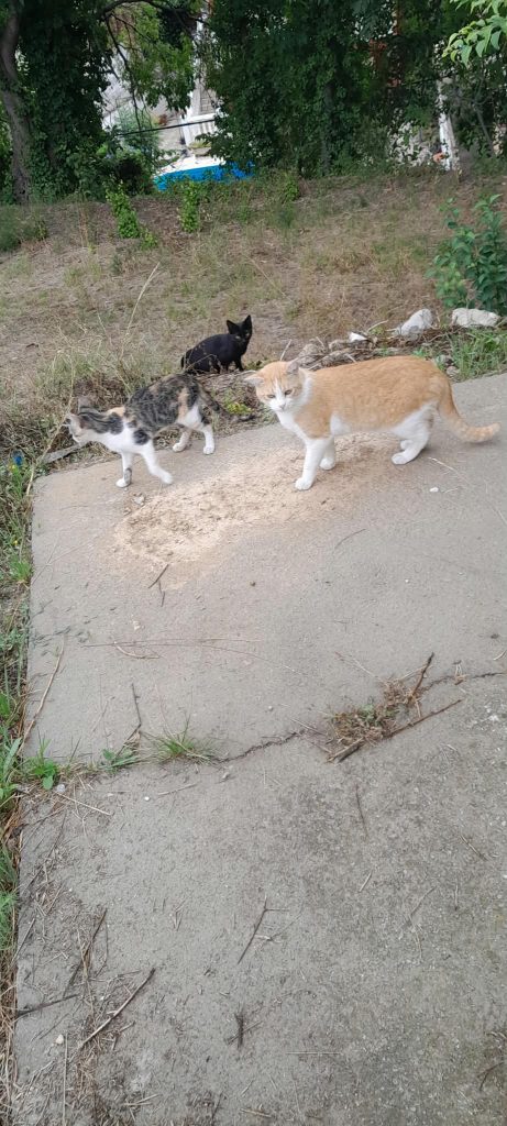 Gatos Navajeros
