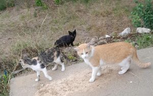 Gatos Navajeros