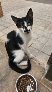 Gato Navajero