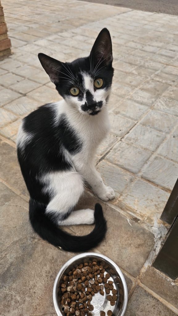 Gato Navajero